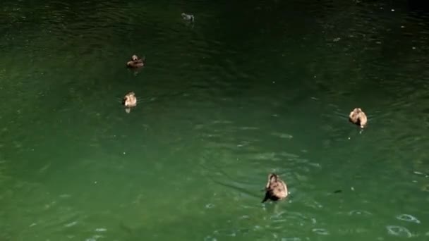 鱼与鸭在湖中游动 欣赏茂密公园瀑布的美景 适合生态旅游 自然游览 游览风景名胜区及公园 — 图库视频影像