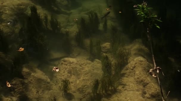 Риби Качки Плавають Озері Насолоджуючись Красою Водоспаду Пишному Парку Ідеально — стокове відео