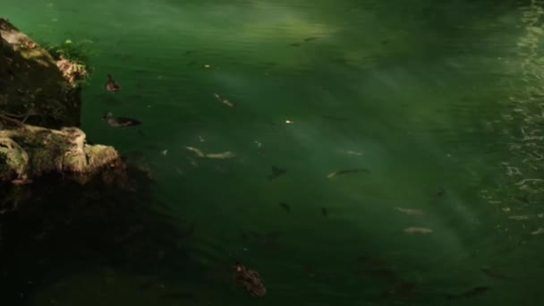 Vissen Eenden Zwemmen Het Meer Genietend Van Schoonheid Van Waterval — Stockvideo