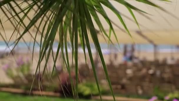 海滨棕榈树 海滩度假胜地和酒店 海滩上活泼的娱乐气氛 海滩派对和活动 — 图库视频影像