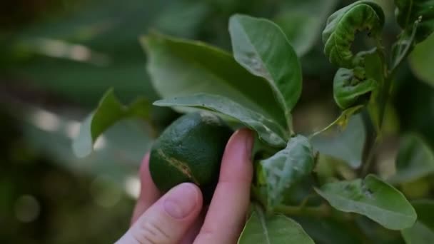 Limony Rosnące Drzewie Promujące Zdrowy Styl Życia Produkty Rolne Produkty — Wideo stockowe