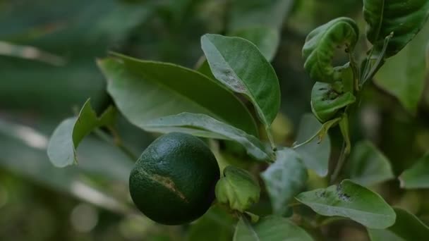 木の上に成長し 健康的なライフスタイル 農産物 環境に優しい製品 自家栽培製品 柑橘類のフルーツを促進する — ストック動画