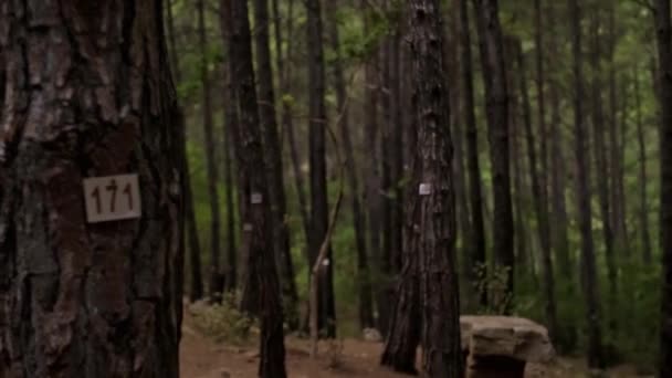 Een Groen Bos Met Ontelbare Bomen Ondersteunt Milieuvriendelijke Bedrijven Bosbehoud — Stockvideo