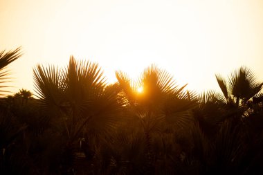 Uzun sayılı ağaçların olduğu yeşil bir orman. Çevre dostu şirketleri destekliyor, ormanların korunmasını sağlıyor ve ormanların yok edilmesine karşı savaşıyor. Doğa turizmi ve doğal rezervlere yapılan geziler için ideal..