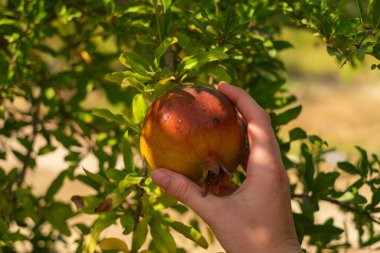 Bir kız elinde bir nar, reklam meyveleri, sağlıklı beslenme, organik ürünler, mutfak ve ev ürünleri, taze sıkılmış meyve suları ve detokslar,