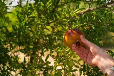 Bir kız elinde bir nar, reklam meyveleri, sağlıklı beslenme, organik ürünler, mutfak ve ev ürünleri, taze sıkılmış meyve suları ve detokslar,