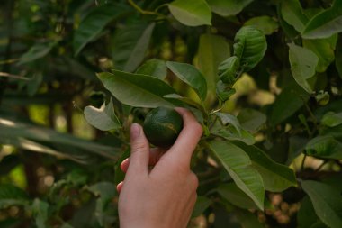 Elinde limon, bir limon ağacının yanında, meyve reklamı, sağlıklı beslenme, organik gıda, mutfak ve ev ürünleri..