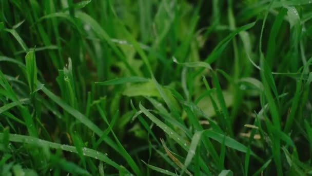 Sabah Çiyinde Yeşil Çimenler Yeşil Çimlere Çiy Damlaları Dünya Ekoloji — Stok video