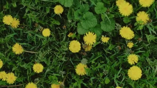 黄色い花で飾られた緑色のメドウ 花と花を祝う花祭りは 植物の多様性を示しています アウトドアイベント — ストック動画