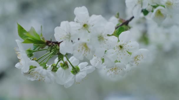 Blühender Kirschzweig Frühling Tag Der Erde Umwelt Und Naturschutz Gartenbau — Stockvideo