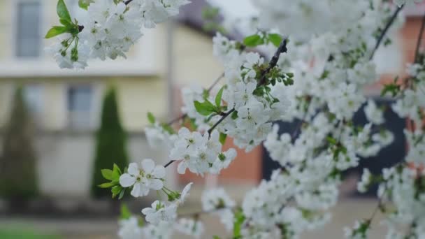 Blühender Kirschzweig Frühling Tag Der Erde Umwelt Und Naturschutz Gartenbau — Stockvideo