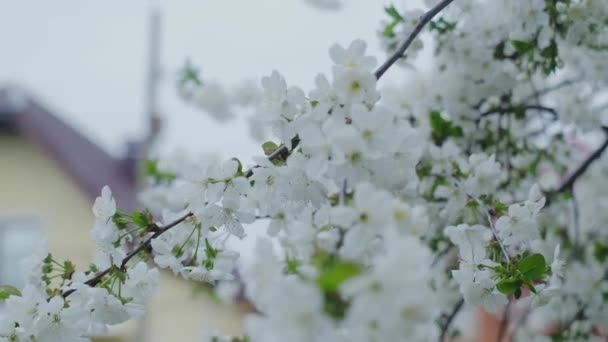 春の桜の枝 アースデーのお祝い 環境保護と自然保護 ガーデニング 環境に優しい産業生産 — ストック動画