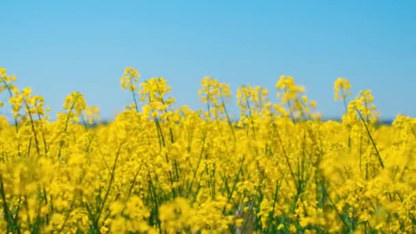 Желтое Цветущее Поле Против Голубого Неба Красивые Уникальные Кадры Живописных — стоковое видео