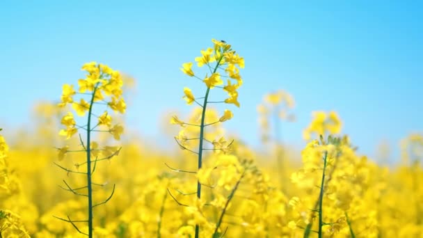 Желтое Цветущее Поле Против Голубого Неба Красивые Уникальные Кадры Живописных — стоковое видео