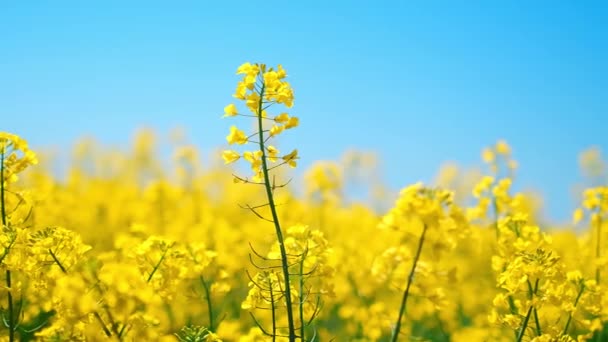 Szcenírozott Sárga Mező Virágfesztiválok Vagy Mezőgazdasági Vásárok Beleértve Kertészeti Mezőgazdasági — Stock videók