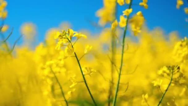 Живое Цветущее Желтое Поле Цветочные Фестивали Сельскохозяйственные Ярмарки Садоводством Сельскохозяйственными — стоковое видео
