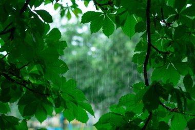 Ormanda tropik yağmur fırtınası, yaz yağmuru, yağmurun sağlıklı ekosistemleri, bitki ve hayvan gelişimini korumadaki rolünü vurguluyor.