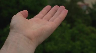 Yağmur suyunun, tanınmayan bir palmiyeye yavaşça sıçrayan görüntüsü..