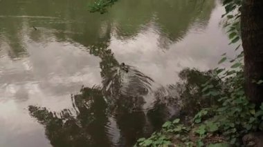 Yaz boyunca yemyeşil bir parktaki göletin kıyısından yüzerek uzaklaşan ördek..