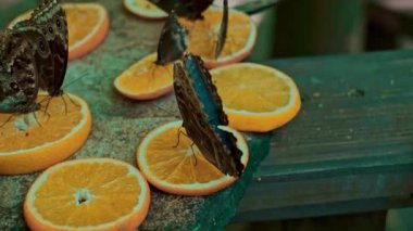 Çok sayıda kelebek, sayısız kelebeğin bulunduğu tropikal bir parkta portakaldan meyve suyu içmek için toplanır..