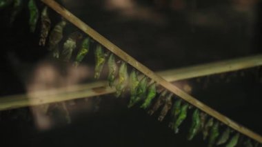 Dendraryumda kelebek kozaları uçuşuyor ve yeni kelebeklerin oluşma sürecini gözler önüne seriyor..