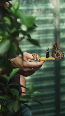 Bir adam elinde bir portakal dilimi tutuyor, tropik dendroparktaki büyük, güzel kelebekleri besliyor, doğayla benzersiz bir etkileşimi vurguluyor..
