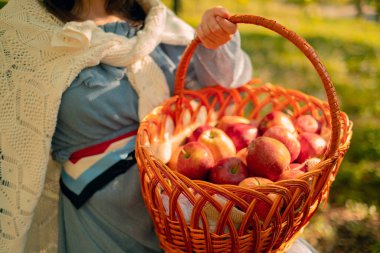 Kırsal bölgelerde yetişen tarım ürünleri, sonbahar hasat festivalleri, elma toplama etkinlikleri ve bahçe faaliyetleri.