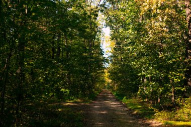 Yoğun, yemyeşil bir yaz ormanında kıvrılan kırsal bir yol, ormanın derinliklerine doğru gidiyor..