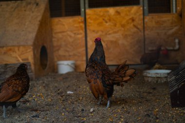 Kümesteki evcil tavuklar, çiftlik kuşları yetiştirmek, kümes hayvanları için küçük tavuklar..