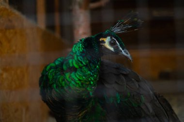 Green peacock feeding in a sanctuary cage, farm breeding of rare birds rescued from the wild, wildlife conservation. clipart