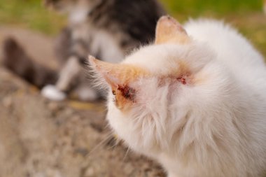Sokakta oturan hasta bir kedi, terk edilmiş hayvanları tedavi edip tedavi ediyor, sokak hayvanlarının hayatını kurtarıyor, kafasından yaralanmış beyaz bir kedi..