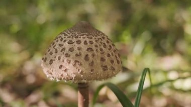 Bir mantar mantarının makro fotoğrafı, vahşi ve ekilmiş mantarlarla ilgili olarak ormanda yetişen yenilemez bir mantar. Yüksek kalite 4k görüntü