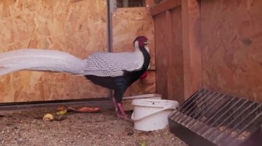Sığınakta bulunan sıradan bir sülün, vahşi hayattan kurtarılan hayvanlar, üreme, bakım ve kuşlarda nadir bulunan kuşları beslemek. Yüksek kalite 4k görüntü