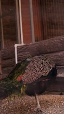 Sığınakta bulunan sıradan bir sülün, vahşi hayattan kurtarılan hayvanlar, üreme, bakım ve kuşlarda nadir bulunan kuşları beslemek. Yüksek kalite 4k görüntü