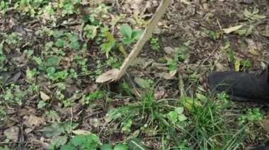 Sopa tutan ve ormandaki mantarları kontrol eden bir adam, mantar arayışı, sonbahar aktivitesi. Yüksek kalite 4k görüntü