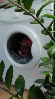 Kurutucular - çamaşırları evde kurutmak, çamaşır yıkadıktan sonra kurutmak, çamaşır yıkamak. Yüksek kalite 4k görüntü