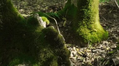 Yeşil orman, yosun kaplı ağaç kütüğü, ormandaki bir ağaç kütüğünde yetişen narin yeşil yosunların makro görüntüsü. Yüksek kalite 4k görüntü