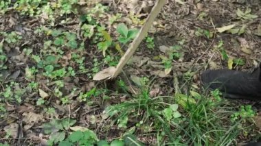 Sopa tutan ve ormandaki mantarları kontrol eden bir adam, mantar arayışı, sonbahar aktivitesi. Yüksek kalite 4k görüntü