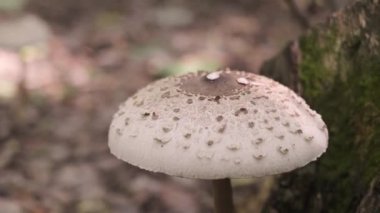 Bir sonbahar ormanında mantar mantarı, yenilemez mantarlardan, eko ürünlerden ve doğal mantar çiftçiliğinden ayırt etmeyi öğreniyor. Yüksek kalite 4k görüntü