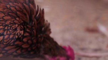 Kümes hayvanları ve evcil kuş yetiştiriciliği için bir kafeste büyümüş kırmızı taraklı bir horozun yakın çekimi. Yüksek kalite 4k görüntü