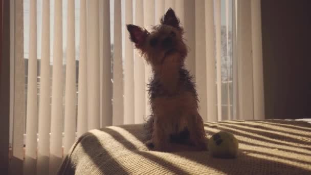 Little Beautiful Cute Dog Yorshin Terrier Bed — Stock Video