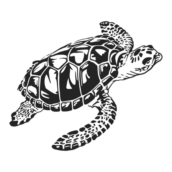 Sea Turtle Black White Vector Line Art Illustration — Stock Vector