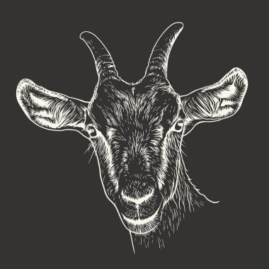 Keçi kafası siyah arka planda izole edilmiş. El çizimi vektör illüstrasyonu.