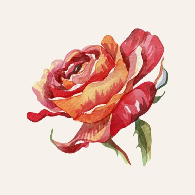 El yapımı suluboya gül. Beyaz arkaplanda izole vektör illüstrasyonu.