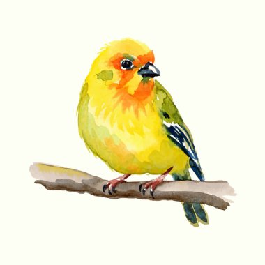 Daldaki suluboya kuş. Elle çizilmiş illüstrasyon. Beyaz arkaplanda izole.