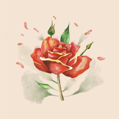 Açık arkaplanda suluboya kırmızı gül. El çizimi suluboya çizimi.