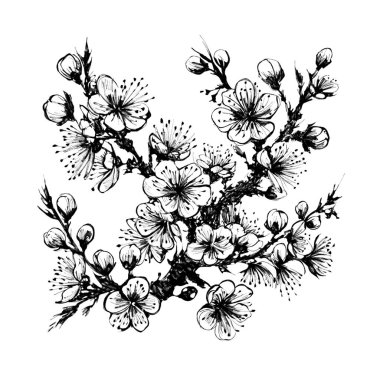 Kiraz çiçeğinin mürekkep çizimi, el çizimi vektör çizimi.