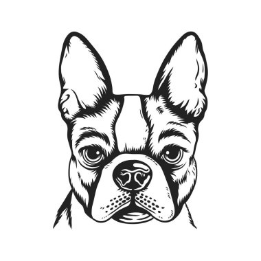 Fransız Bulldog 'unun gerçekçi bir siyah beyaz vektör çizimi.