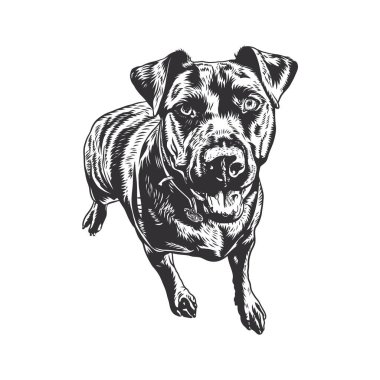 Anlamlı gözleri ve kürkü olan gerçekçi bir köpek vektörü..