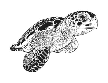 Beyaz arka planda bir deniz kaplumbağasının ayrıntılı çizimi.
